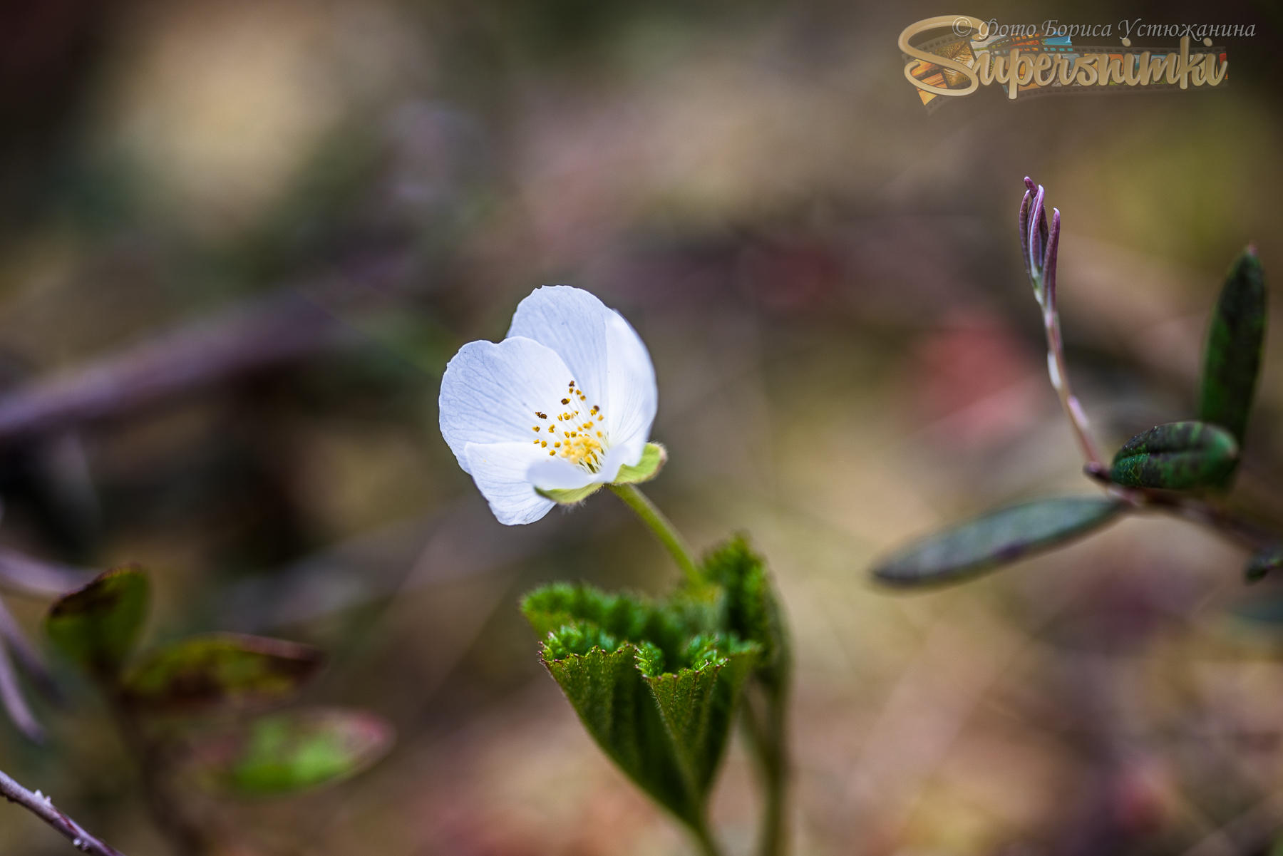 Цветет морошка на болоте