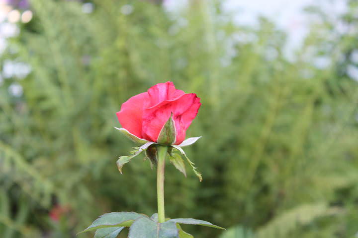 5744b57ac2c264371a7cb264