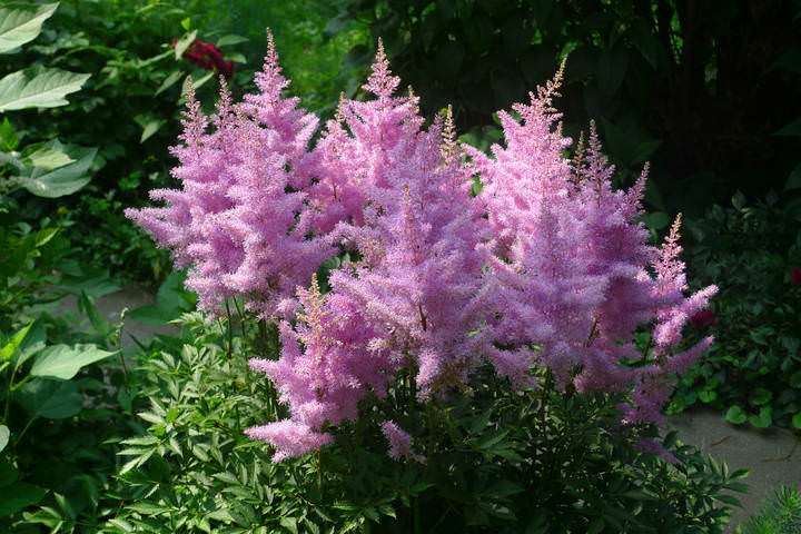 цветы-1