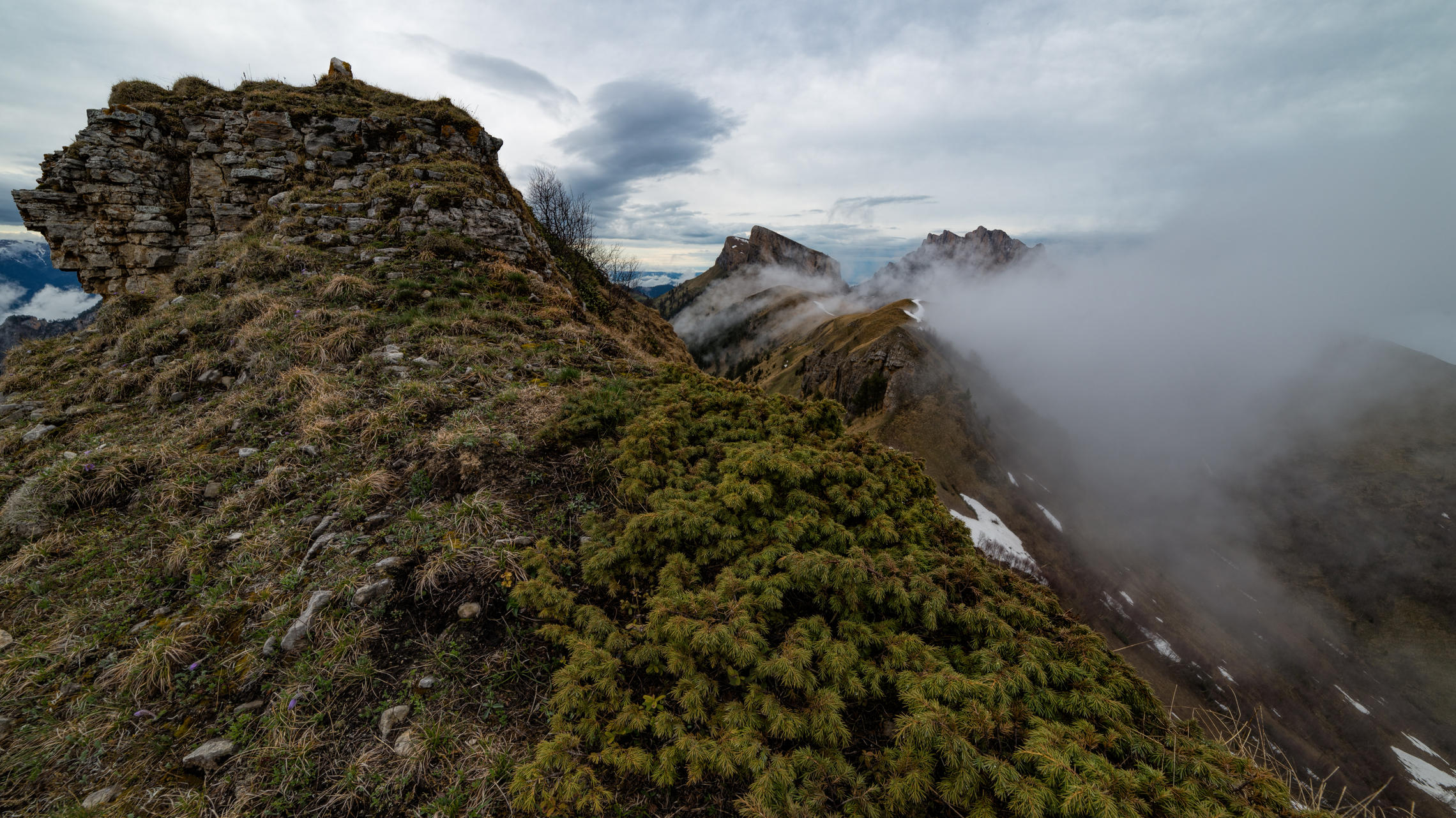 Можжевельник и туман в горах