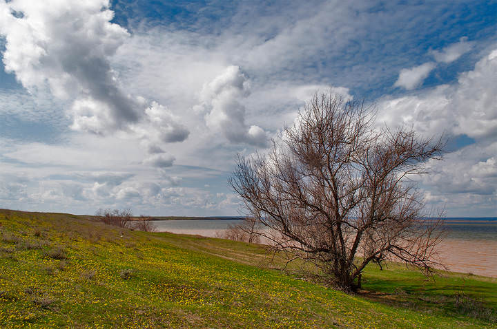 Цветочная поляна