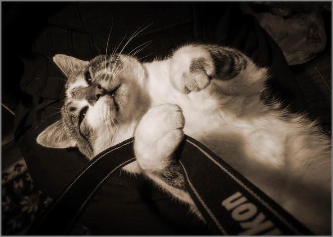 Мечты кота фотографа