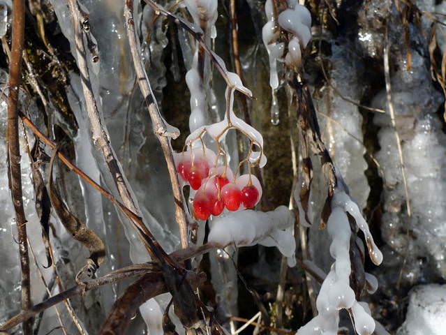 Сережка
