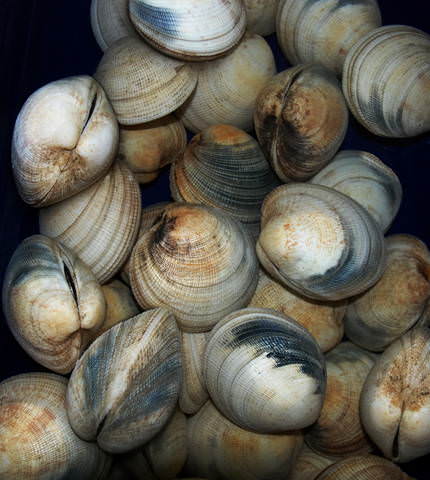 Seafood