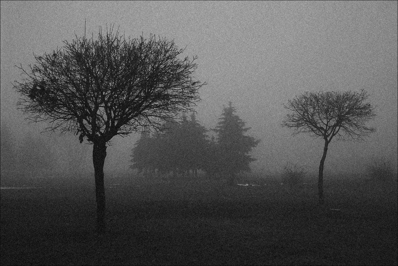 Парковый туман