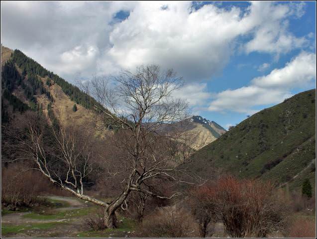 Старое дерево.