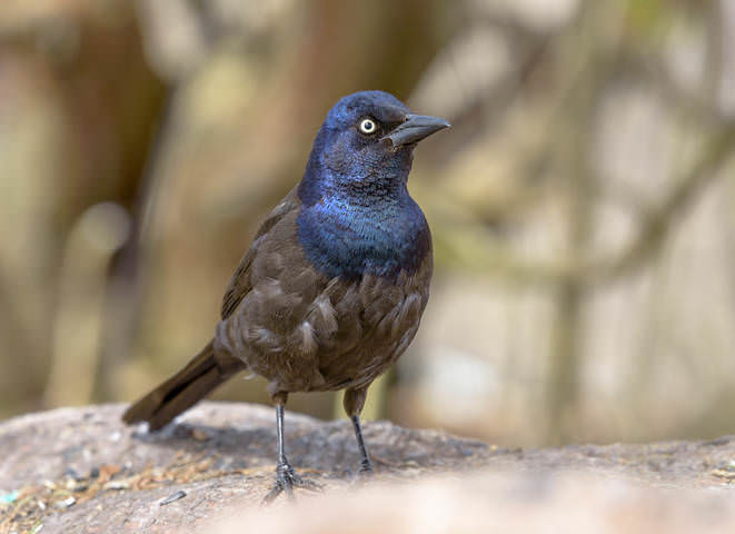 Common Grackle ~ Quiscalus quiscula