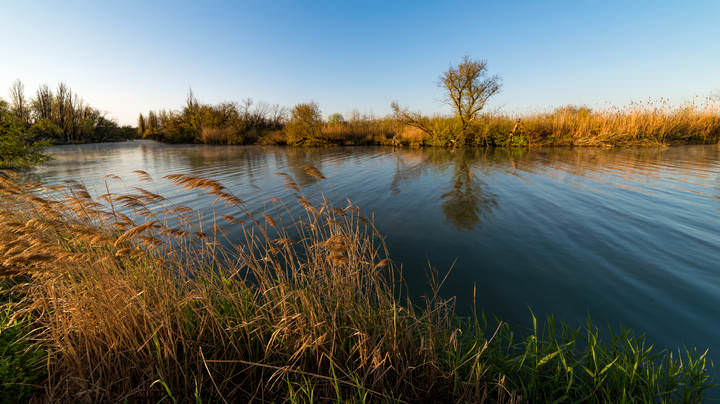 Когда светится камыш и бывает рябь на воде