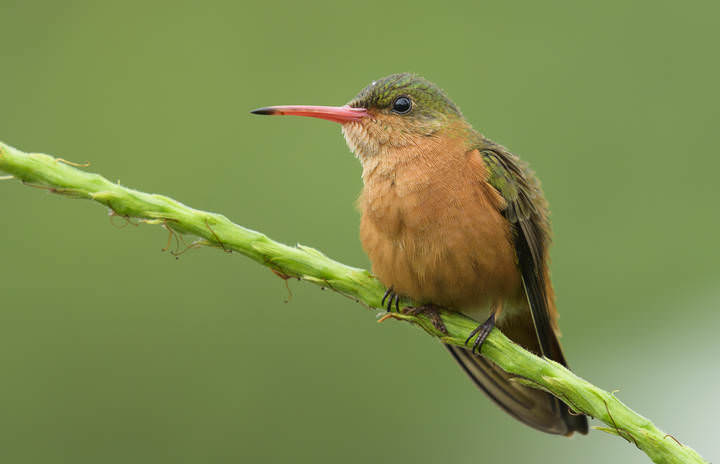 Cinnamon hummingbird