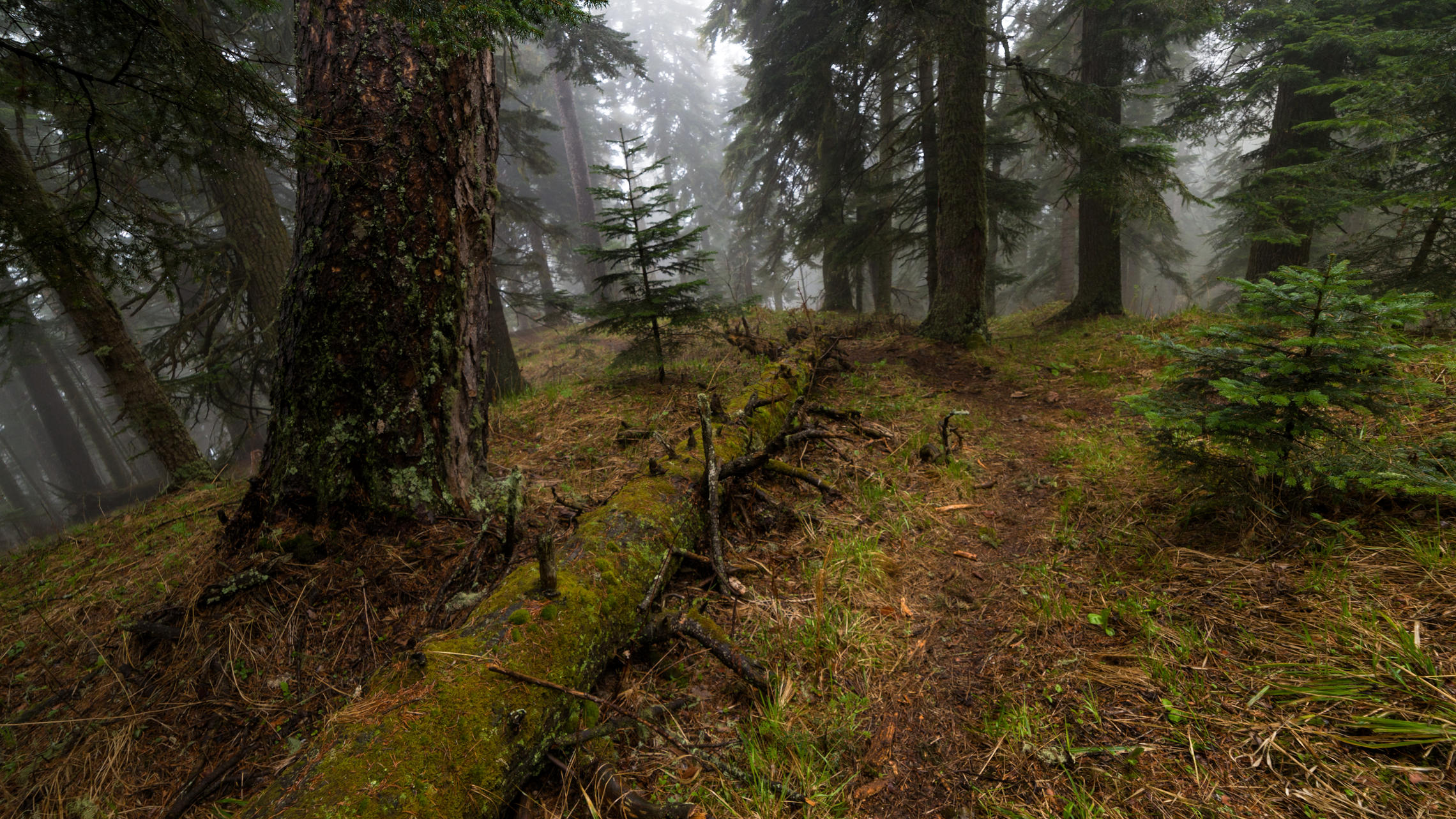 Сказки туманного леса