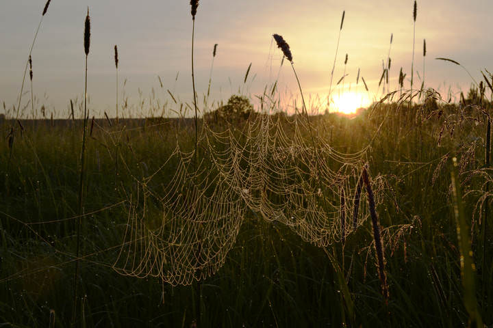 The spider's suspension bridge
