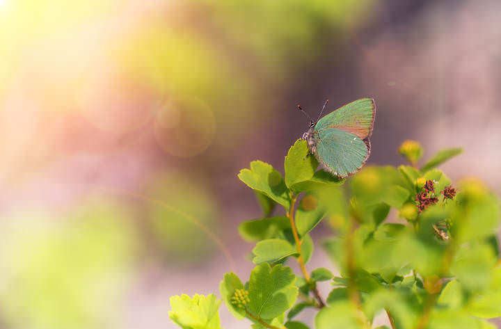 Голубянка