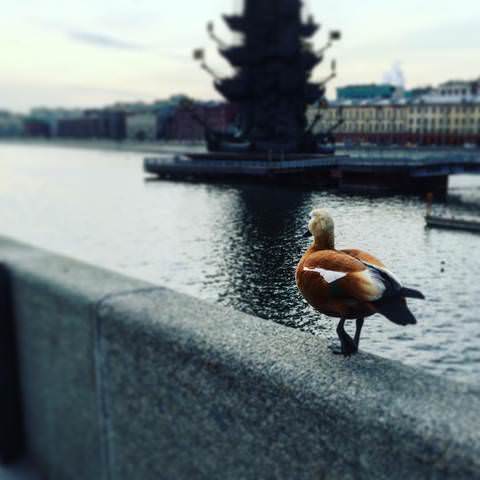 Одинокая Утка