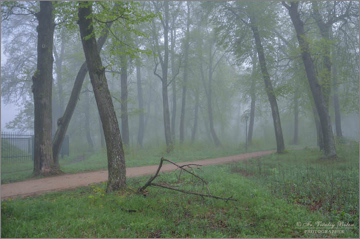 Дорога в туманном лесу