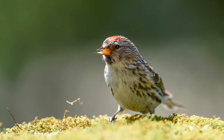 Common Redpoll