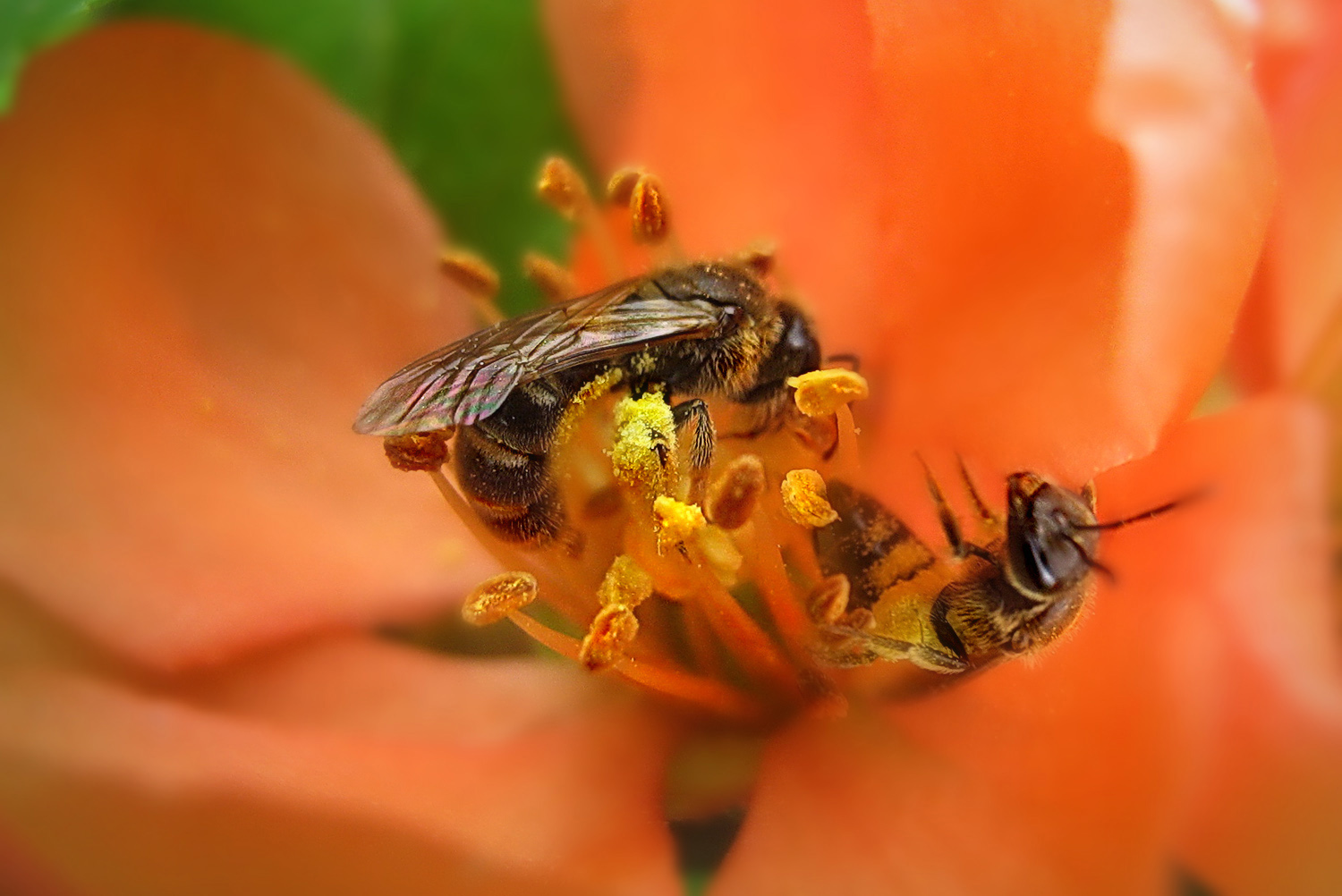 Айва и пчёлы