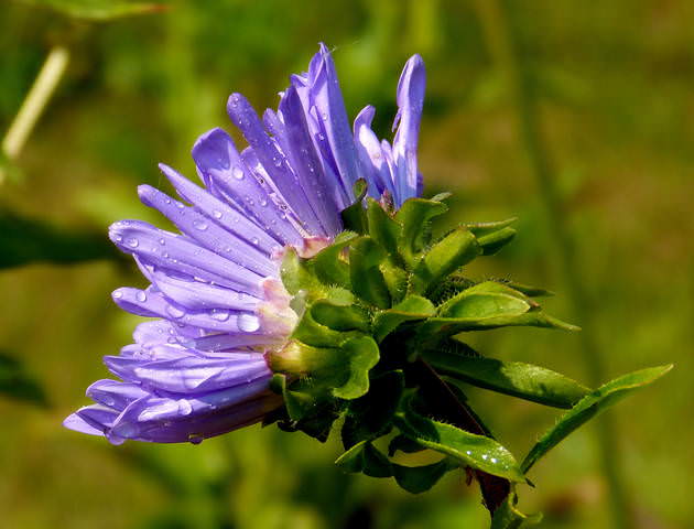 астра..