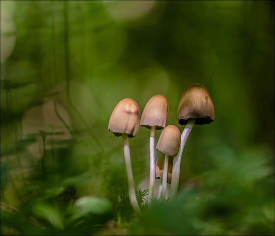 Поганочки) 