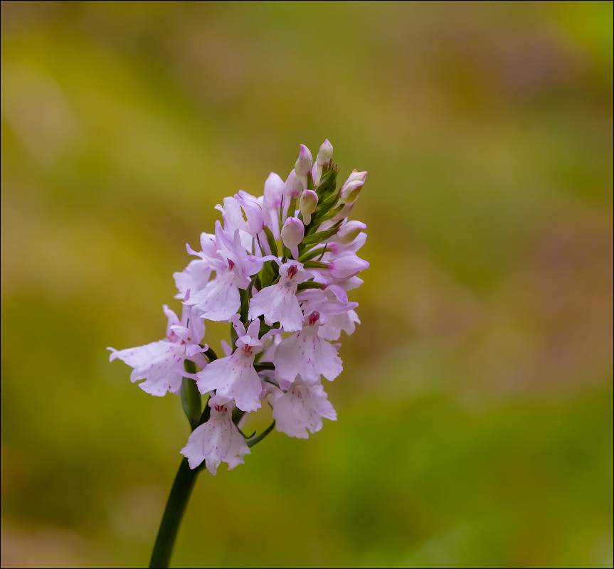 Северная орхидея)