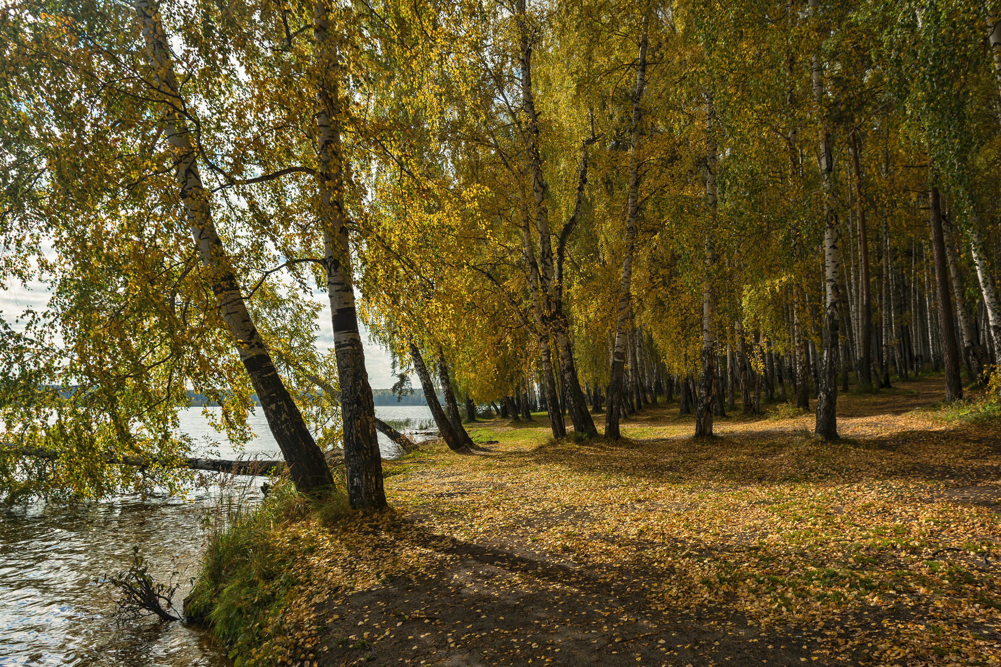 Река, Березовая роща, осень