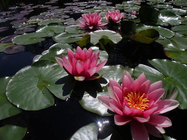 ****