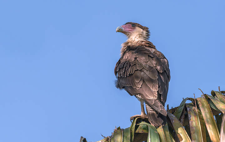 Northern Crested Caracara