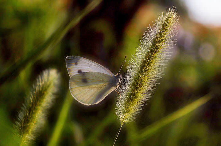 В вечернем свете...