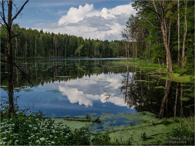 Тишина на лесном озере