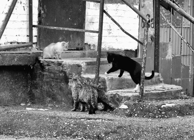 Кошачий треугольник