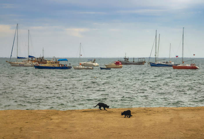 Морские котики
