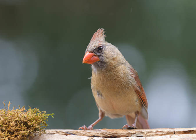 Northern Cardinal