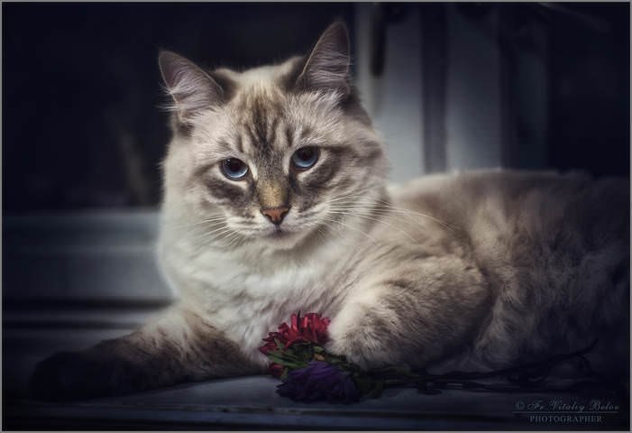 Мне котофей цветочки подарил...