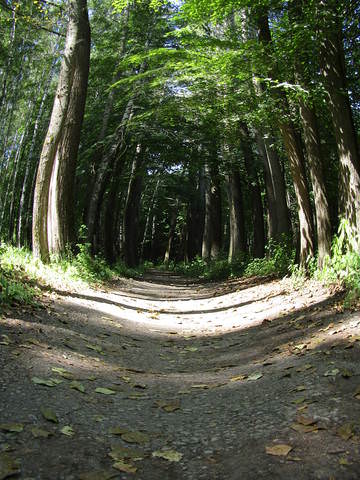 Нора
