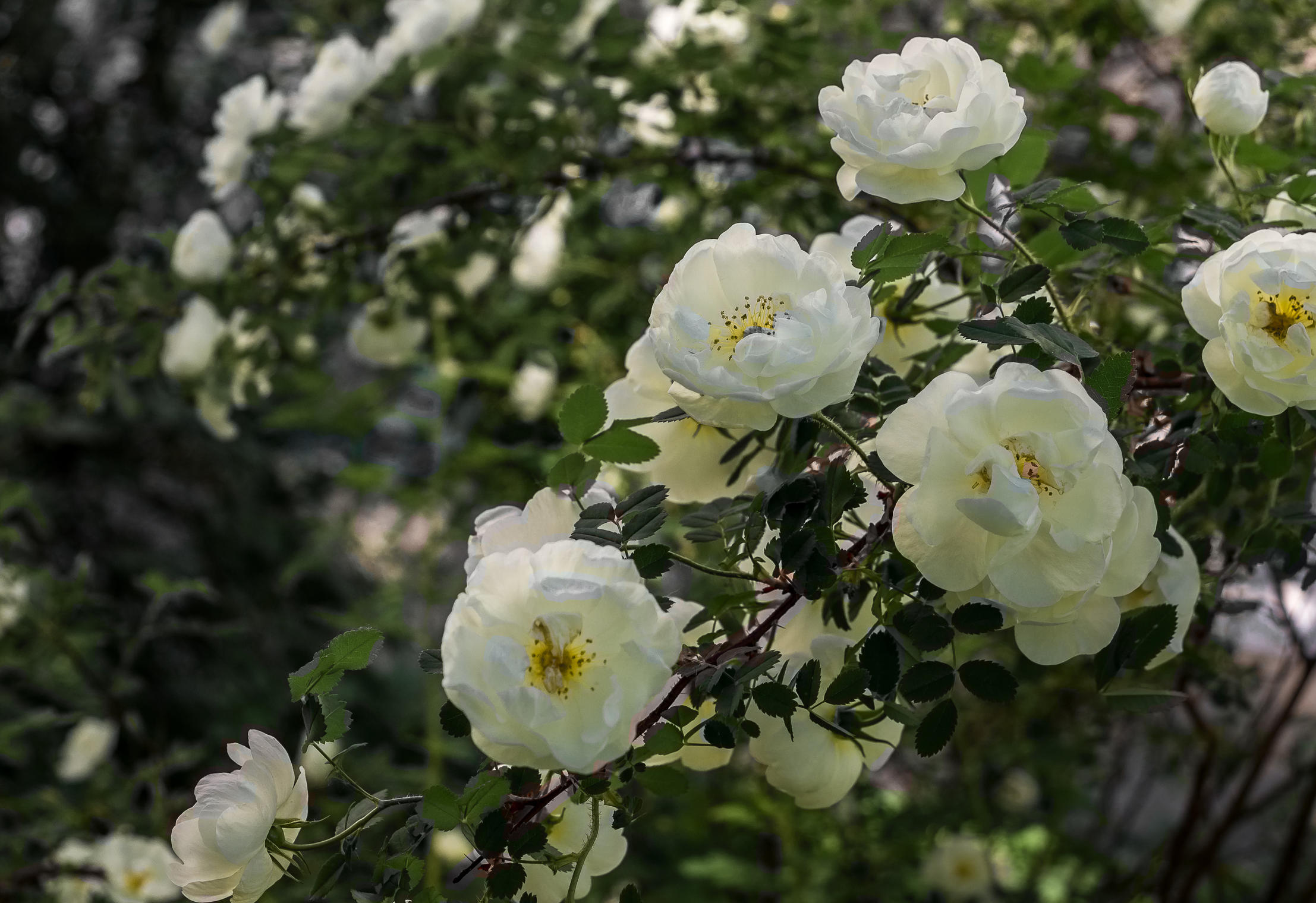Белый шиповник, дикий шиповник  Краше садовых роз