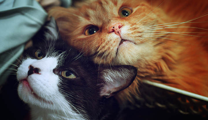 Meow? Meow!