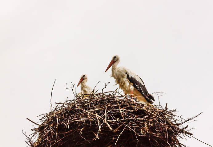Аисты