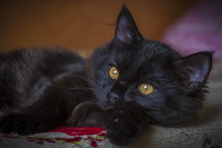 Кошка