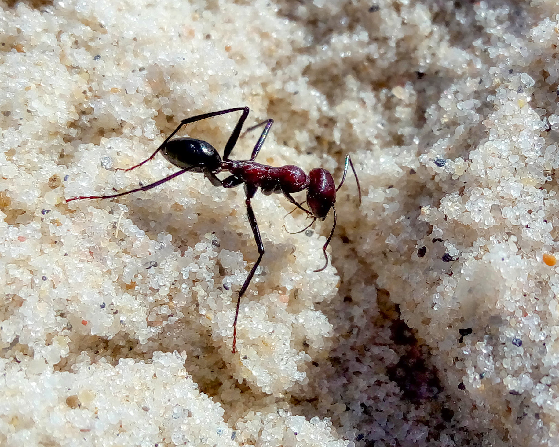 Тунисские муравьи