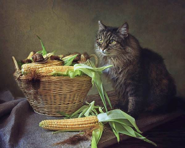 Про любителей кукурузы