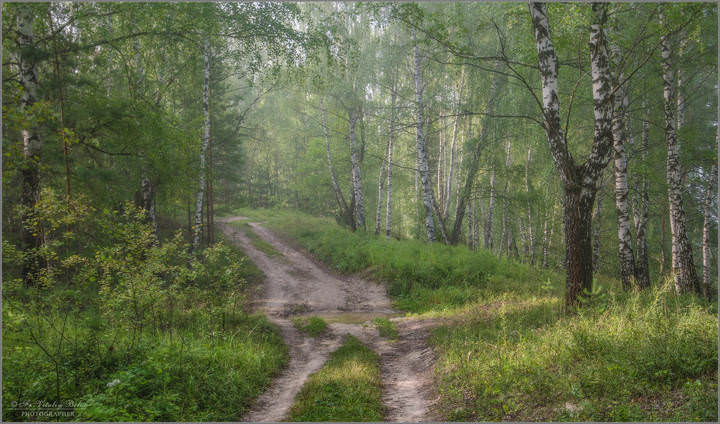 Лесными дорогами