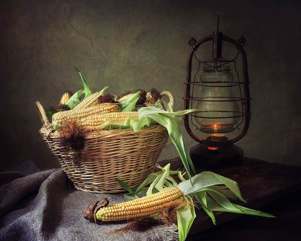 Натюрморт с кукурузой