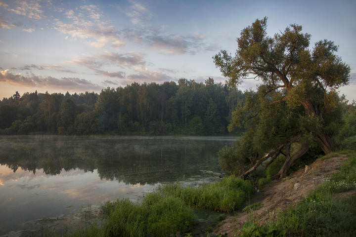 Старое дерево
