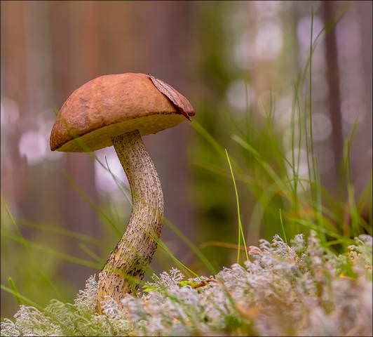 Красавчик) 