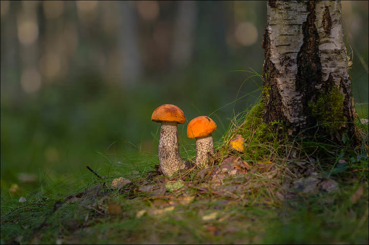 Сказочный лес) 