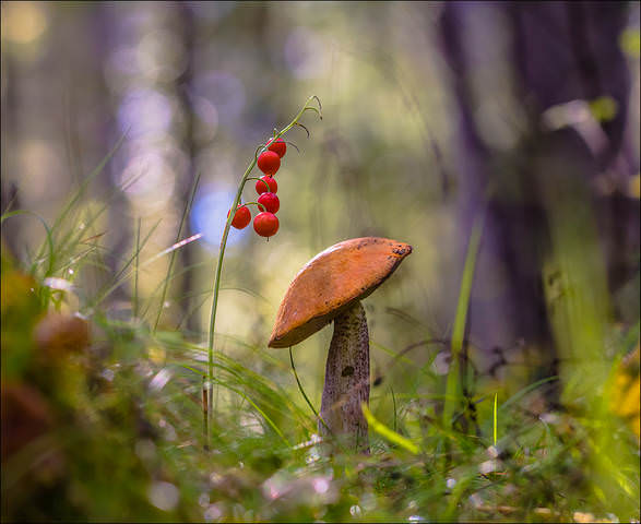 В сказке) 