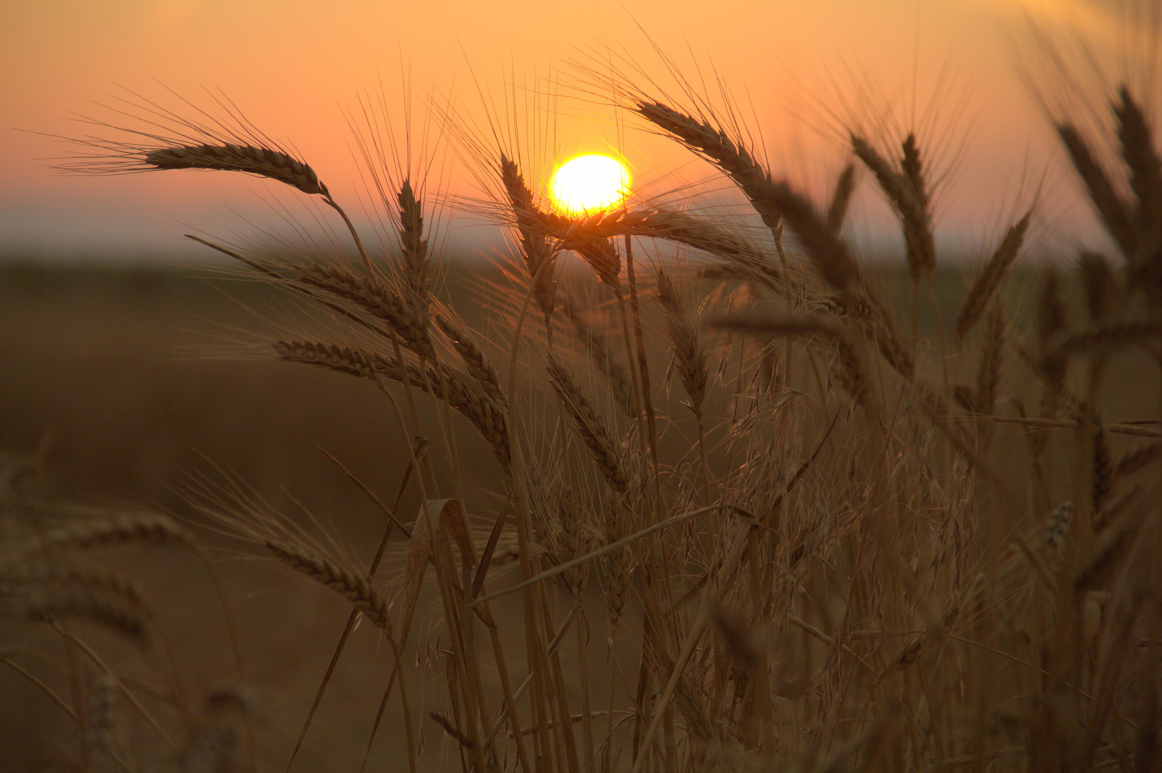 Закат на пшеничном поле
