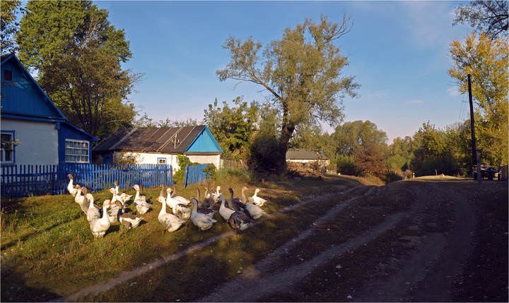 Утро в деревне