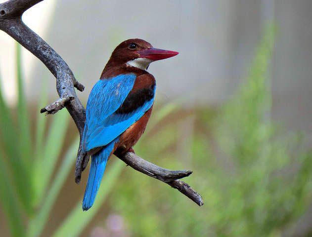 Красноклювая альциона (Halcyon smyrnensis)