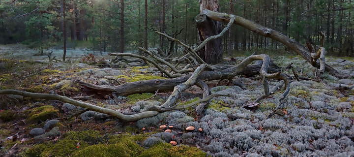 Fairy forest