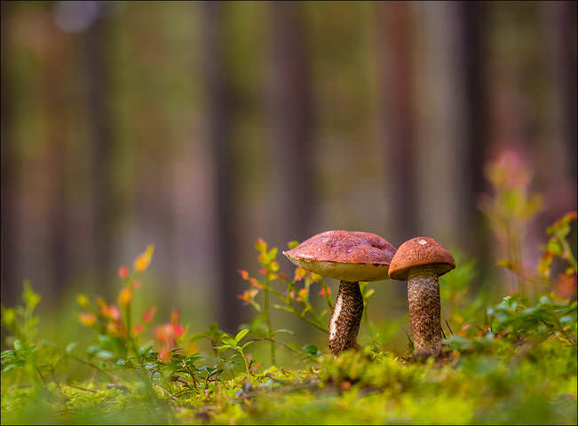 В осеннем лесу) 